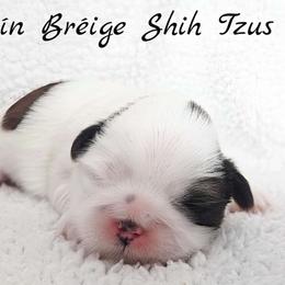 AKC Brindle & White Parti Male - Brindle and white male Shih Tzu puppy in Las Vegas, Nevada from Beirin Breige Shih Tzus