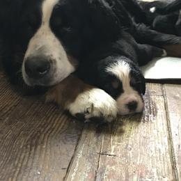 Bernedoodle and Bernese Mountain Dog Puppies from Aunt-T’s Australian Shepherds