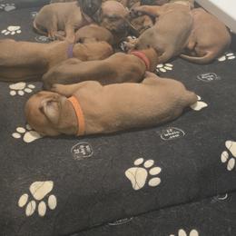Rhodesian Ridgeback Puppies from Chilolo