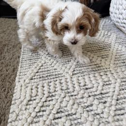 Cavapoo Puppies from Rosie’s Pups