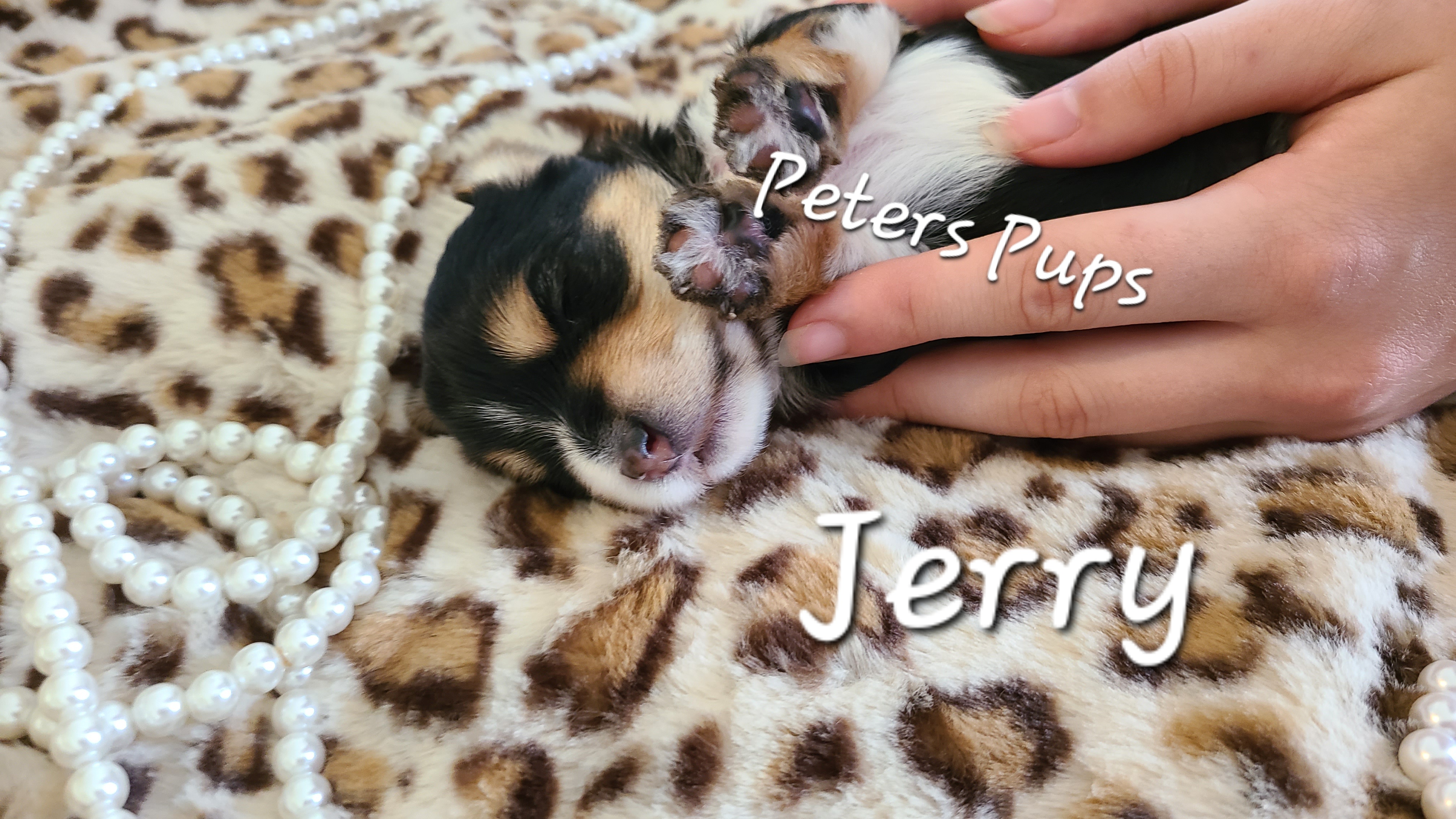 Yorkshire Terrier Puppies from Peters Pups Yorkshire Terriers