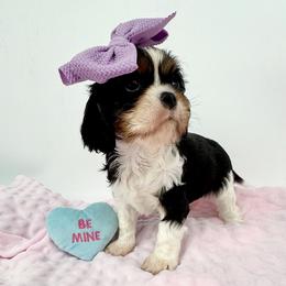 AKC Sassypants - Tri-color female Cavalier King Charles Spaniel puppy in Louisville, Kentucky from Ali-Mae Cavaliers