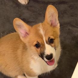 White - Sable female Pembroke Welsh Corgi puppy in Nevada, Iowa from Rogers AKC Corgis of Iowa.