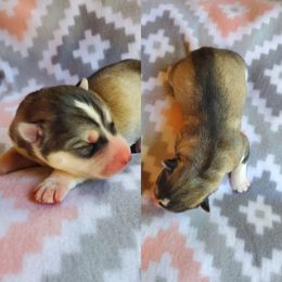 Siberian Husky Puppies from Canace Siberians