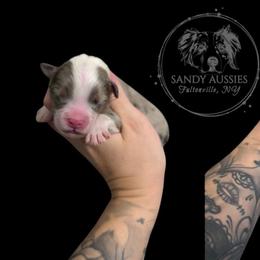 Rockefeller - Blue merle male Australian Shepherd puppy in Fultonville, New York from Sandy Aussies, Mini Dachshunds & Pomeranians