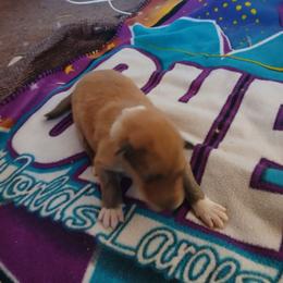 Girl 2 - Sable and white female Collie puppy in La Veta, Colorado from Belle Fleur Collies and French Bulldogs
