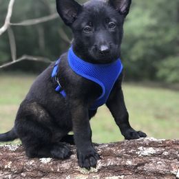 Belgian Malinois Puppies from Bayou State Malinois