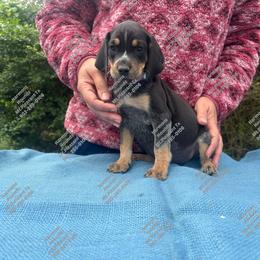 Riley - Blue ticked and tan female Bluetick Coonhound puppy in Mount Pleasant, Texas from Harmons Hounds