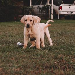 Labrador Retriever Puppies from J and D Retrievers