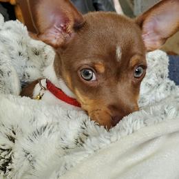 Rat Terrier Puppies from CaliRats Rat Terriers