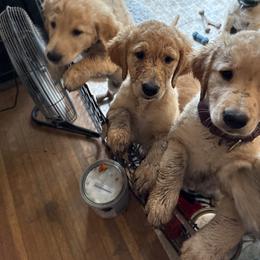 Golden Retriever Puppies from Golden paws of Hope
