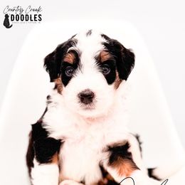 Julia - Tri-color female Bernedoodle puppy in Tipton, Indiana from Country Creek Doodles