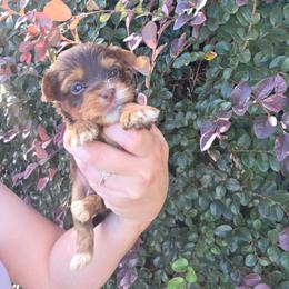 Mars - Chocolate, tan and white male Yorkshire Terrier puppy in Lakeland, Florida from You Me & The Yorkies