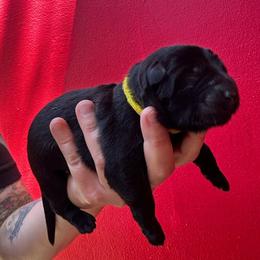 Fawna - Black female German Shepherd puppy in Lake Elsinore, California from MK-K9 L.L.C.