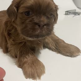 Shih Tzu Puppies from Pilgrim Shih tzu