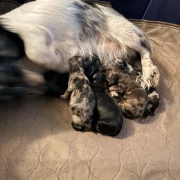 Holly - Dapple female Dachshund puppy in Nampa, Idaho from 208 Wiener Wiggle Butts LLC