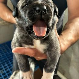Boy 1 - Brindle male Anatolian Shepherd Dog puppy in Daggett, Michigan from T&S Anatolians