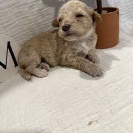 Poodle Puppies from Moore Poodles