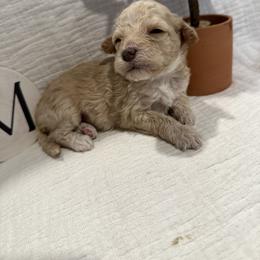 Poodle Puppies from Moore Poodles