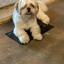 Shorkie All Grown Up from Roover's Oklahoma Shorkies