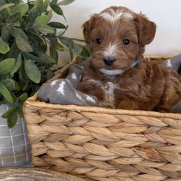 Boy 4 - male Goldendoodle puppy in Lehi, Utah from Riley's Red Doodles