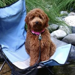Bitzy - Goldendoodle