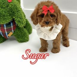 Sugar - Red female Cavapoo puppy in Buford, Georgia from Petite Posh Puppies