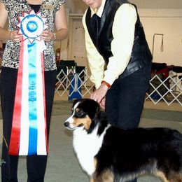 Australian Shepherds from Aerie Ranch
