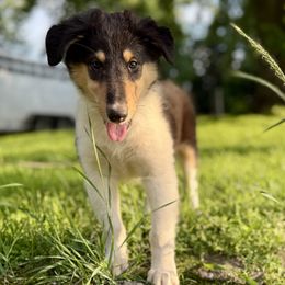 Pepper - Black white and tan female Collie puppy in Plato, Minnesota from Minnesota Collies