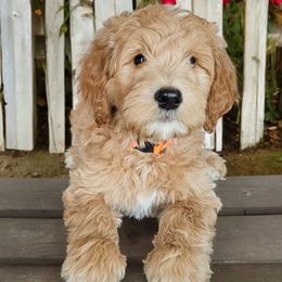 Gouda - Goldendoodle puppy in Glenford, Ohio from Mi-De Doodles