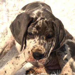Great Dane Puppies from Big Tex K9 Konnection