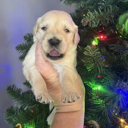 Light purple female - Golden female Golden Retriever puppy in Jesup, Georgia from Painted Platinum Retrievers (Painted Platinum Kennel) PPK