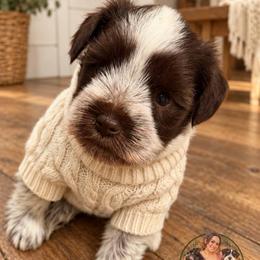 Benji - Parti male Miniature Schnauzer puppy in Magalia, California from NorCal Schnauzers