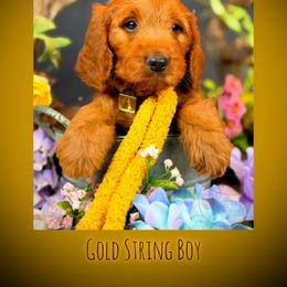 Bernedoodle, Goldendoodle, Golden Retriever, and Poodle Puppies from Red String Farmstead
