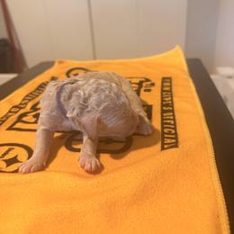 Boy 4 - male Sheepadoodle puppy in Amherst, Ohio from Barking doodles