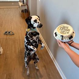 Basset Hound and Dalmatian Puppies from Lazy B Bassets and Dalmatians