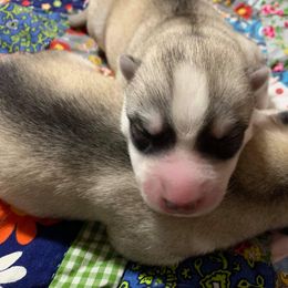 Siberian Husky Puppies from Collusion Siberian’s