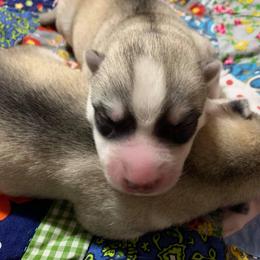 Siberian Husky Puppies from Collusion Siberian’s