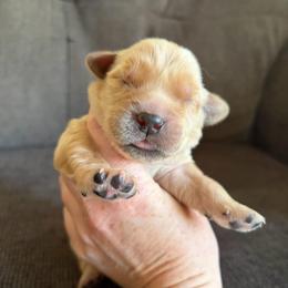 Dark Blue Collar - Golden male Golden Retriever puppy in Mountain Home, Idaho from Poppy's Garden Golden Retrievers