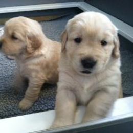 Golden Retriever Puppies from Micin’s Retrievers