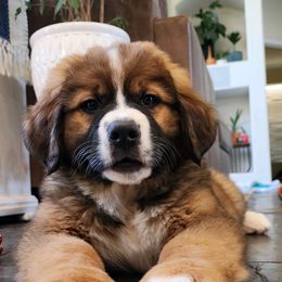 Companion Cross and Saint Bernard Puppies from Coleman Saint Bernards of Ohio