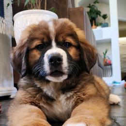 Companion Cross and Saint Bernard Puppies from Coleman Saint Bernards of Ohio