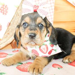 Darla - Black tan and white female Basset Hound puppy in Antlers, Oklahoma from Rocking H