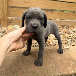 Solid Gray Male 1 - Gray male Cane Corso puppy in Knoxville, Tennessee from Crowned Corso