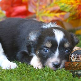 Liberty - Black tri female Toy Australian Shepherd puppy in Granbury, Texas from Best Little Aussies