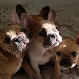 French Bulldogs from Inn the Dog House