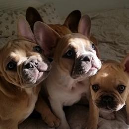 French Bulldogs from Inn the Dog House