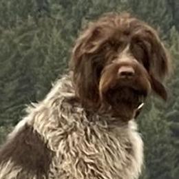Wirehaired Pointing Griffons from VanLoo Kennels