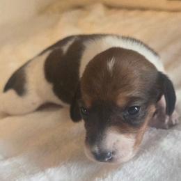 Spot - Piebald male Dachshund puppy in Springtown, Texas from Hamm's Sausage Dachshunds
