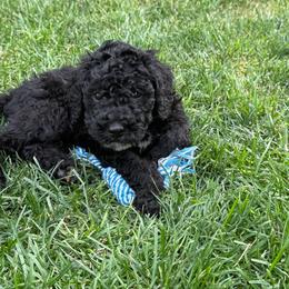 Max - Black male Poodle puppy in Dayton, Washington from Country Sundance Poodles